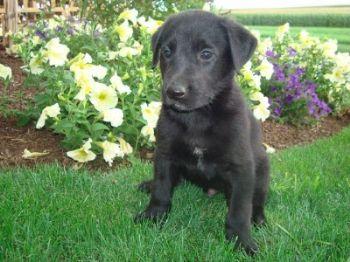 Puppies in PA